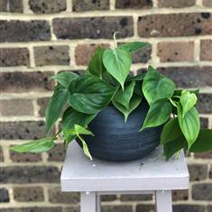 Devils Ivy In  Decorative Pot 