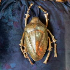 Large Gold Beetle Wall Decor 