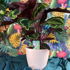 Calathea In Pale Pink Pot 