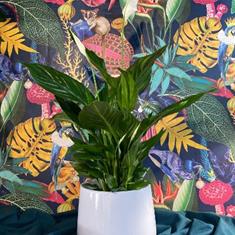 Peace Lily In White Pot