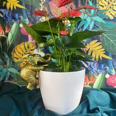 Anthurium In Pale Pink Pot