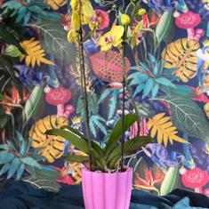 Orchid In Pink Pot
