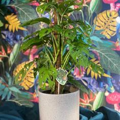 Monstera Monkey Leaf In Pot