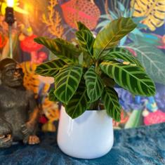 Calathea In Pot 