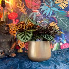 Calathea In Pot-  Gold
