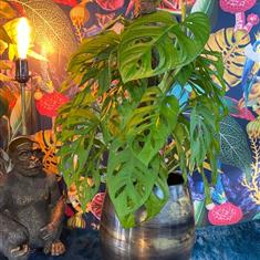 Monkey Leaf Monstera In Pot 