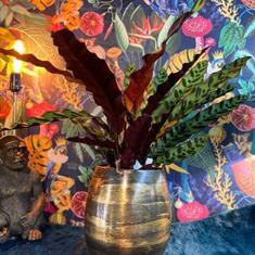 Calathea In Antique Pot