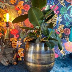 Rubber Plant In Antique Pot