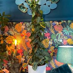 Philodendron In Pot
