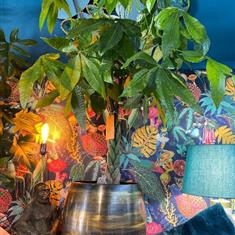 Epipremnum  Pictus In Antique Pot