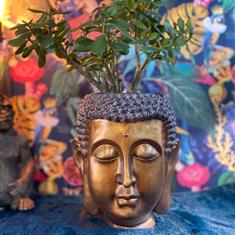 Buddha Pot With Money Plant