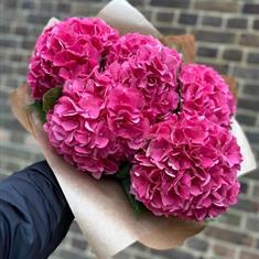 Eco- Friendly  Hydrangeas 