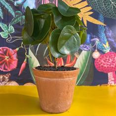 ORNAMENTAL PILEA MONEY PLANT IN TERRACOTTA POT