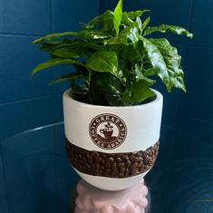 Coffee Plant In Pot 