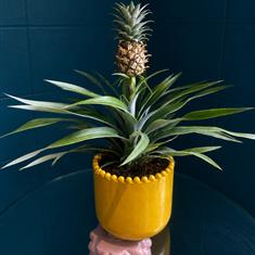 Ornamental Pineapple In Pot 
