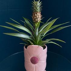 Ornamental Pineapple In Flower Pot 