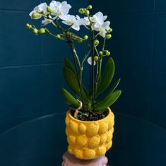 Orchid In Lemon Pot 