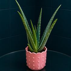 Aloe Vera In Pink Pot