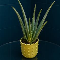 Aloe Vera In Green Pot 