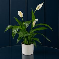 Peace Lily In Pot 