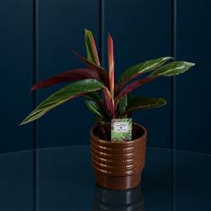 Calathea In Bronze Pot