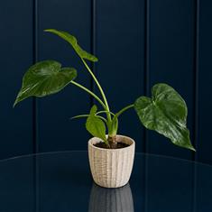 Alocasia Plant In Pot 