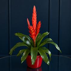 Red Bromeliad In Pot
