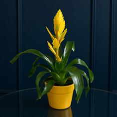 Yellow Bromeliad In Pot