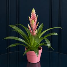 Pink Bromeliad In Pot