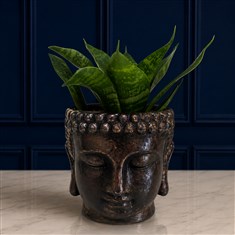 Snake Plant In Buddha Pot 