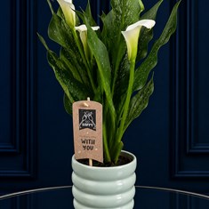 Calla Lily In Green Pot