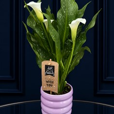 Calla Lily In Lilac Pot 
