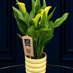 Calla Lily In Yellow Pot