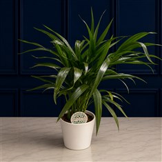 Areca Palm Plant In Pot