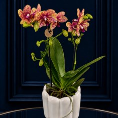Speckled Orchid In Pot 
