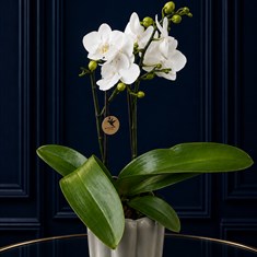 White Orchid In Pot