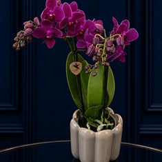 Cerise Orchid In Pot 