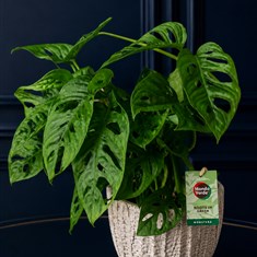 Monstera In Pot 