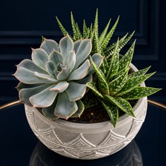 Succulent Bowl 