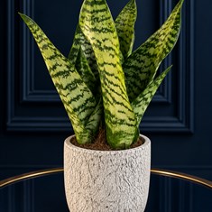 Snake Plant In Pot  