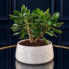 Money Plant In Pot 