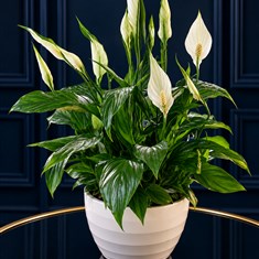Peace Lily In A White Pot