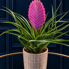 Tilandsia In Pot 