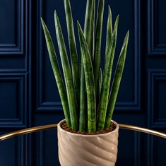 Sansevieria in Pot 
