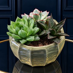 Succulent in Neutral Bowl